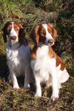 2_Hunde