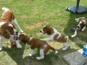 Susie and her puppies playing