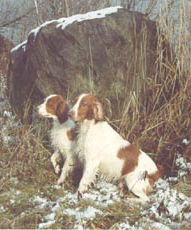 Welsh Springer Spaniels