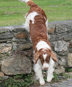 Susie springt über Steinmauer