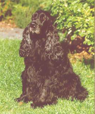 Cocker Spaniels