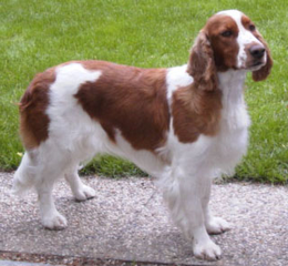 Susie Standfoto