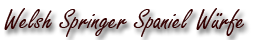 Welsh Springer Spaniel Würfe